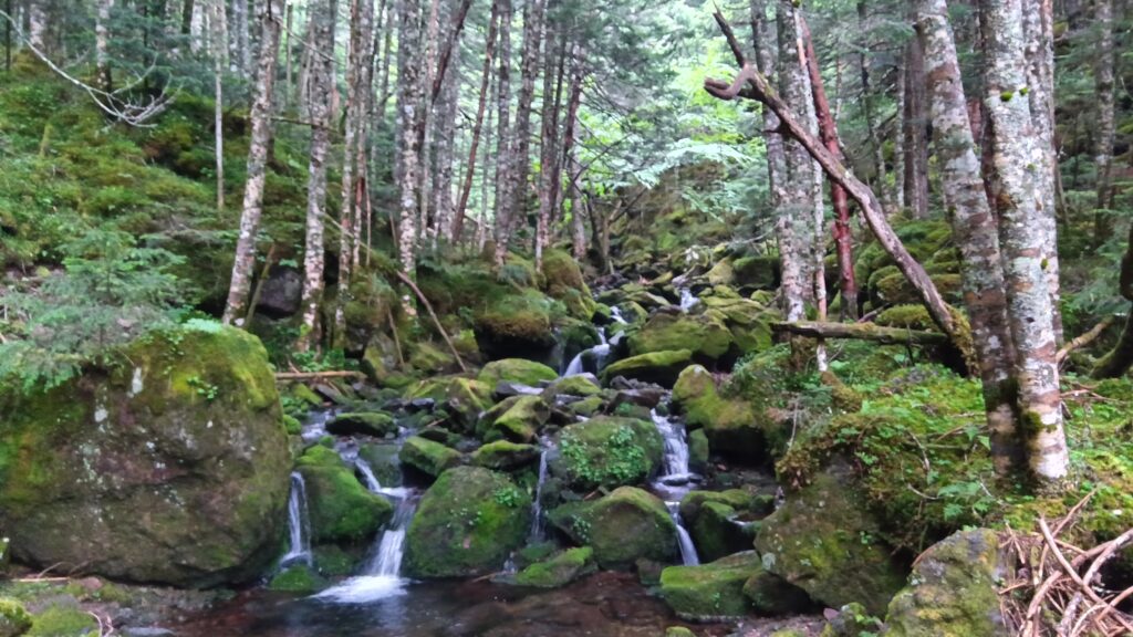 硫黄岳登山道で見た、苔むした岩の間を流れる沢