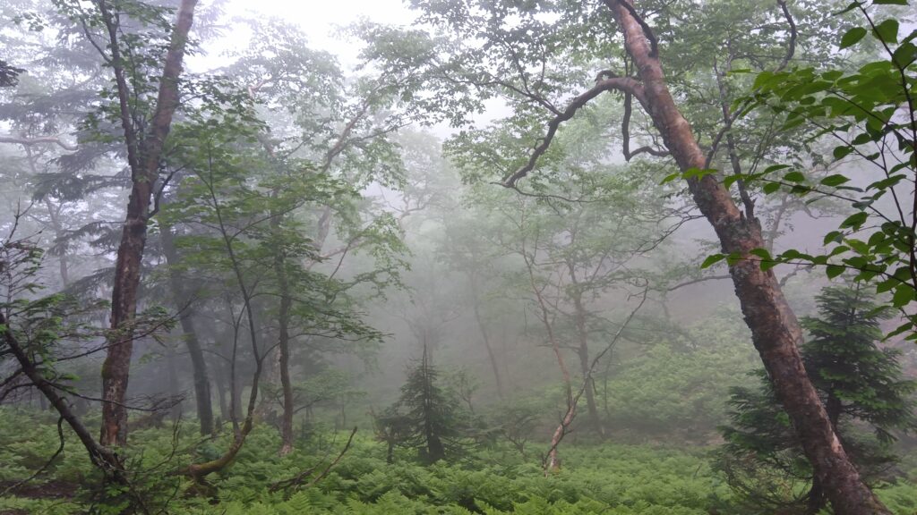 硫黄岳登山中に見た、深い霧に包まれた幻想的な森