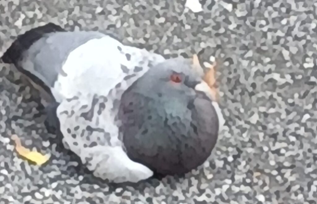 公園で地面に座っている丸々としたハト